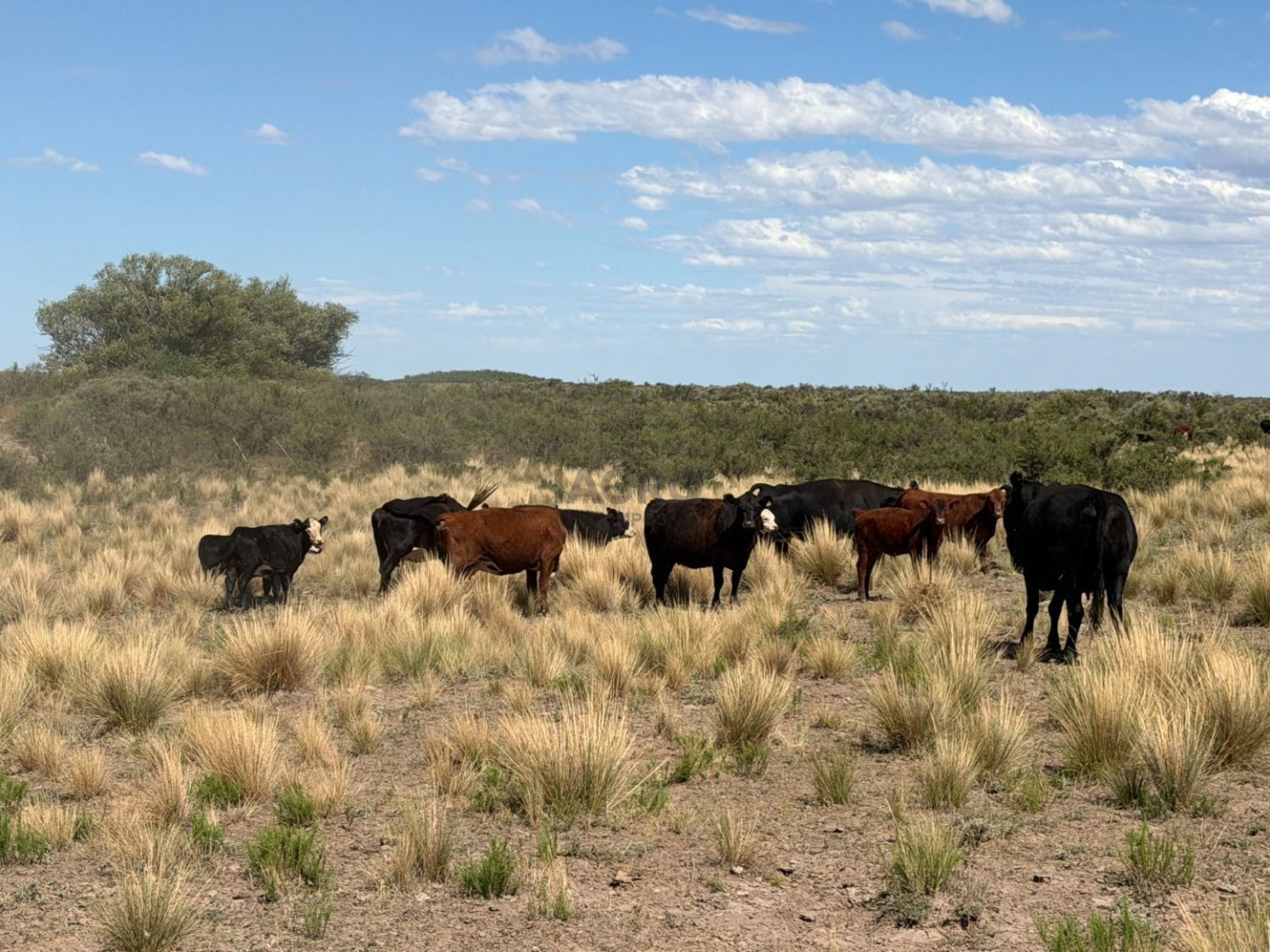 Campo  en Venta en Partido De Patagones,  Juan A. Pradere - Bahía Blanca Propiedades | SITIO OFICIAL l