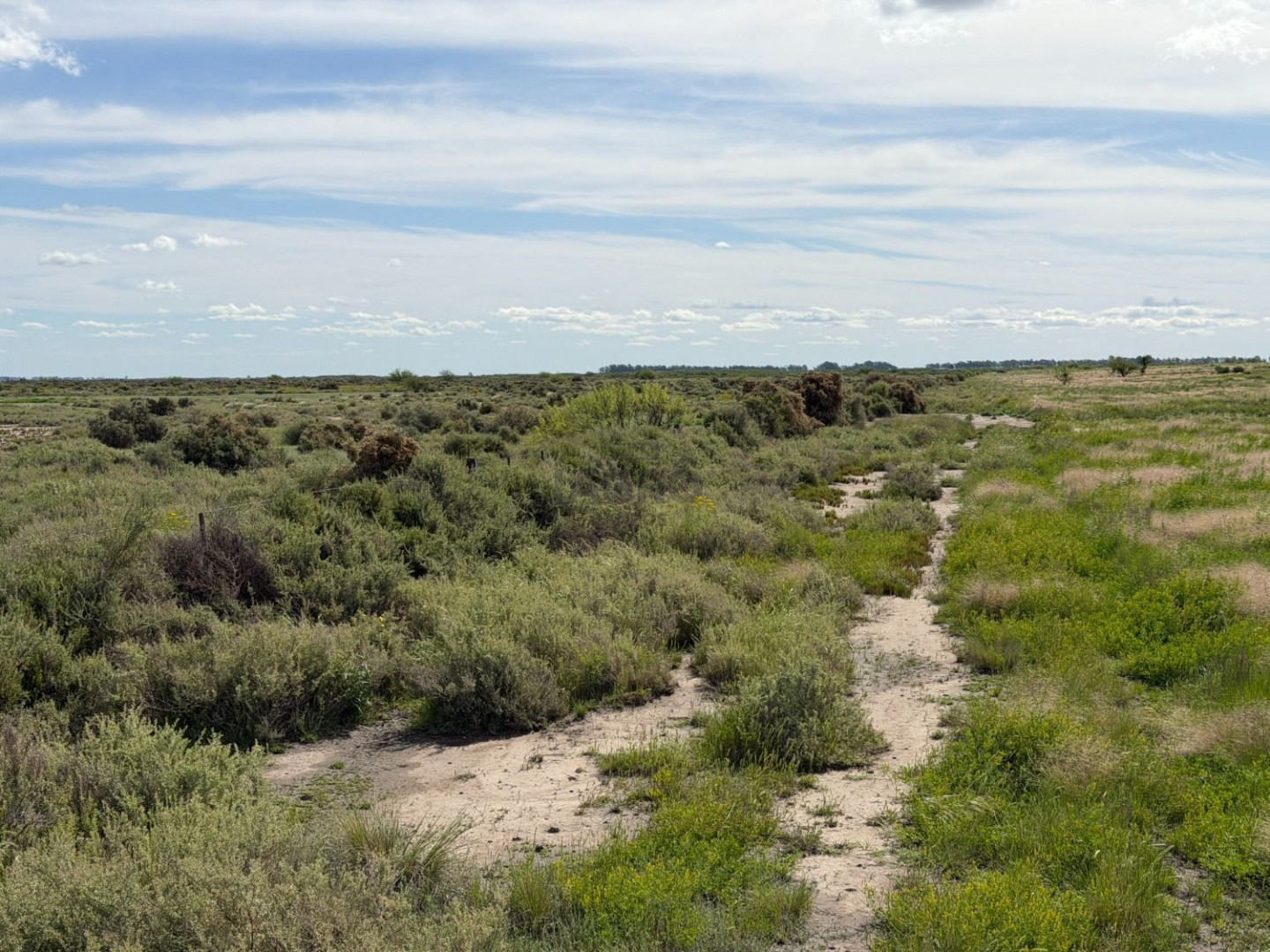 Campo  en Venta en Ruta 3,  Villarino - Bahía Blanca Propiedades | SITIO OFICIAL l