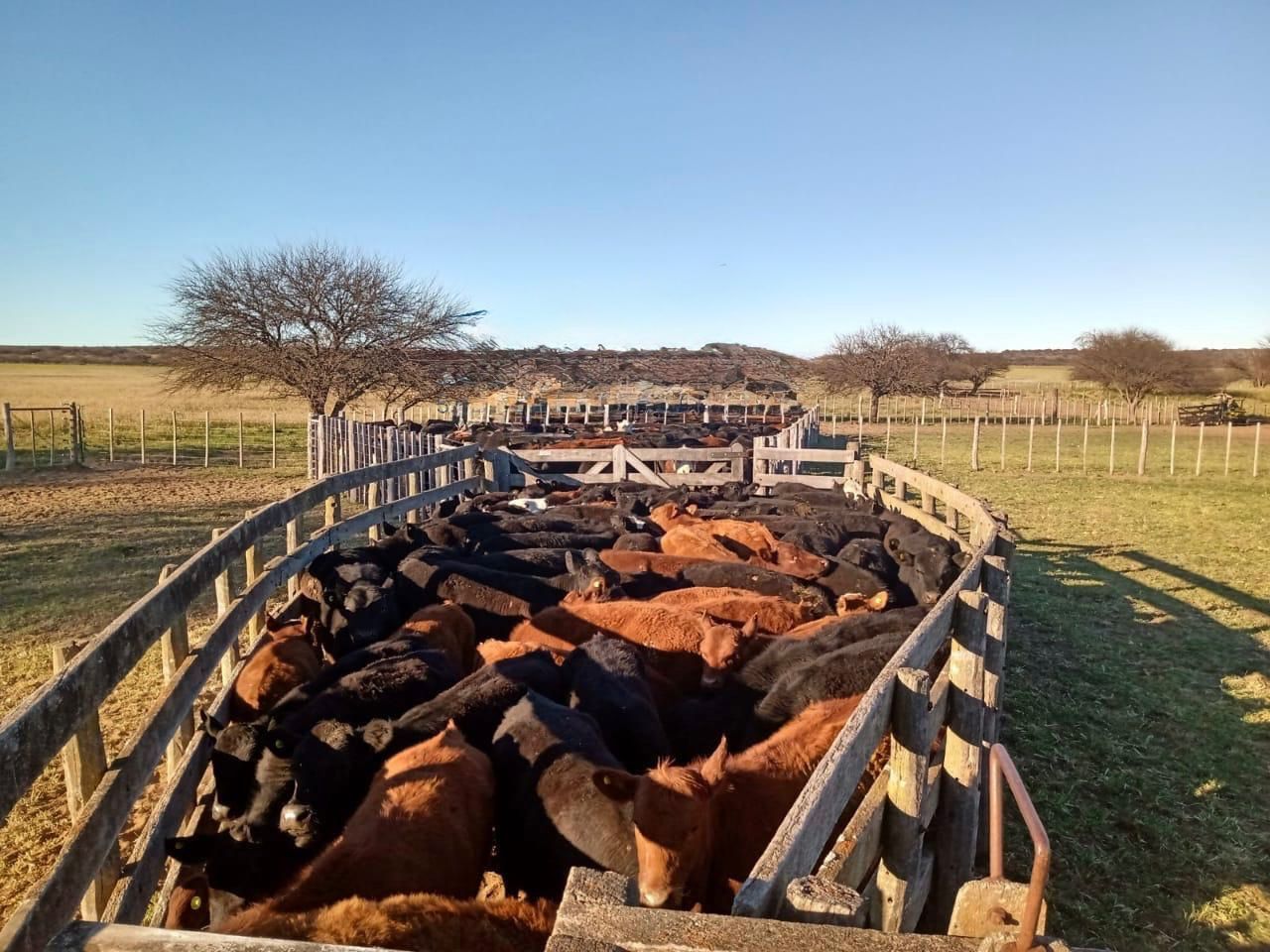 Campo  en Venta en A 18 Kilómetros De Algarrobo,  Villarino - Bahía Blanca Propiedades | SITIO OFICIAL l
