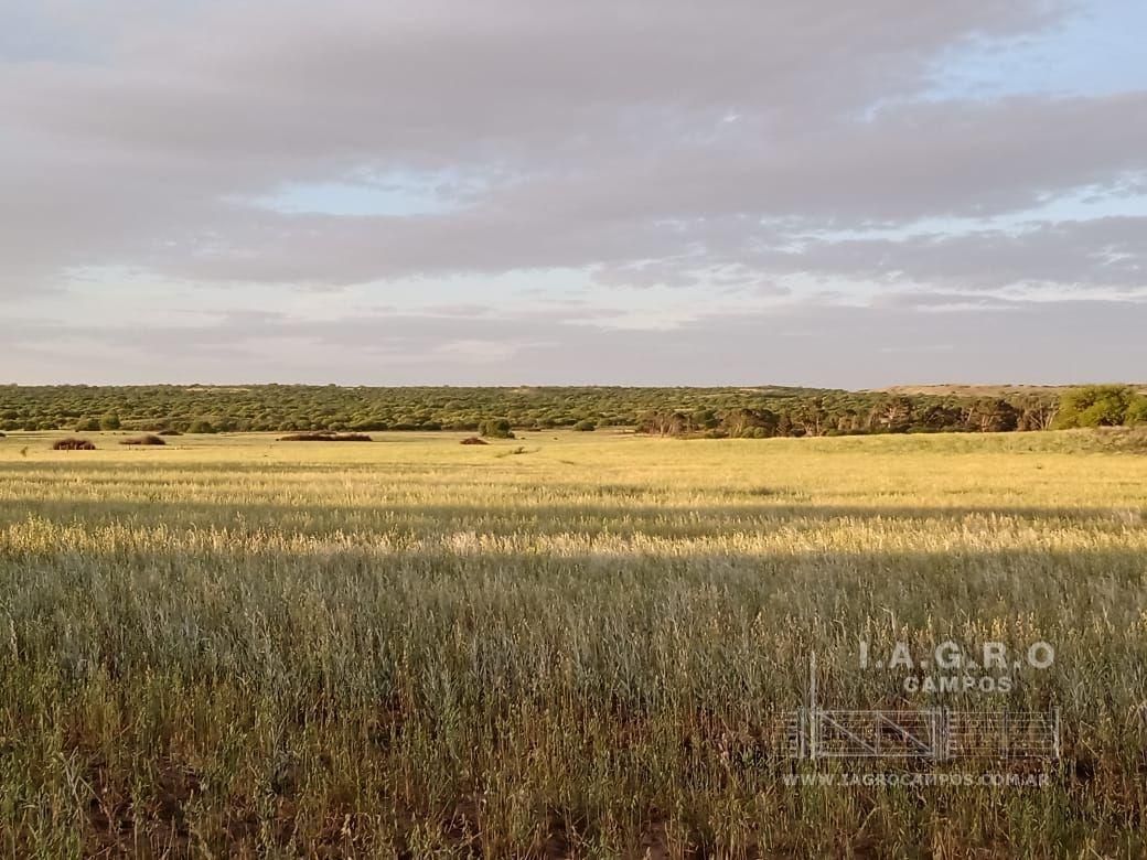 Campo  en Venta en Villarino,  Villarino - Bahía Blanca Propiedades | SITIO OFICIAL l
