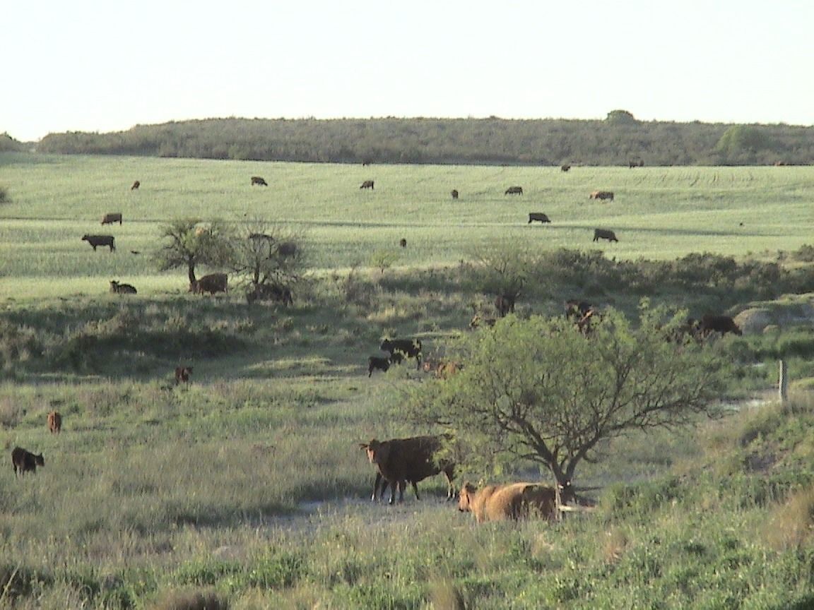 Campo  en Venta en Partido De Puan,  Puan - Bahía Blanca Propiedades | SITIO OFICIAL l