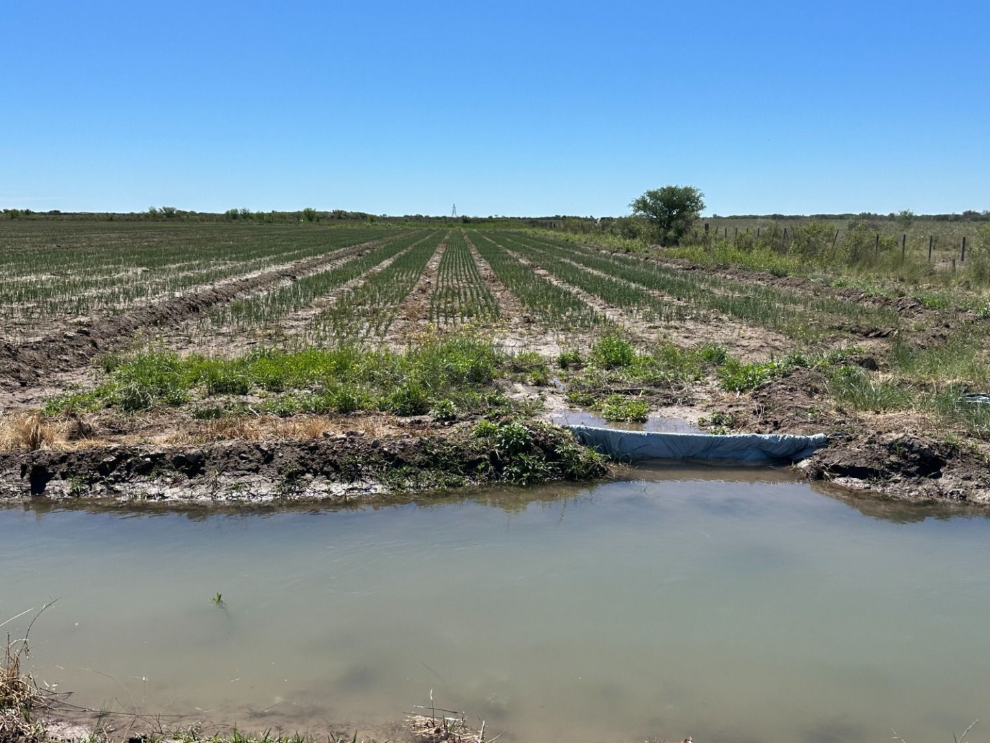 Campo  en Venta en Juan A. Pradere,  Carmen de Patagones - Bahía Blanca Propiedades | SITIO OFICIAL l