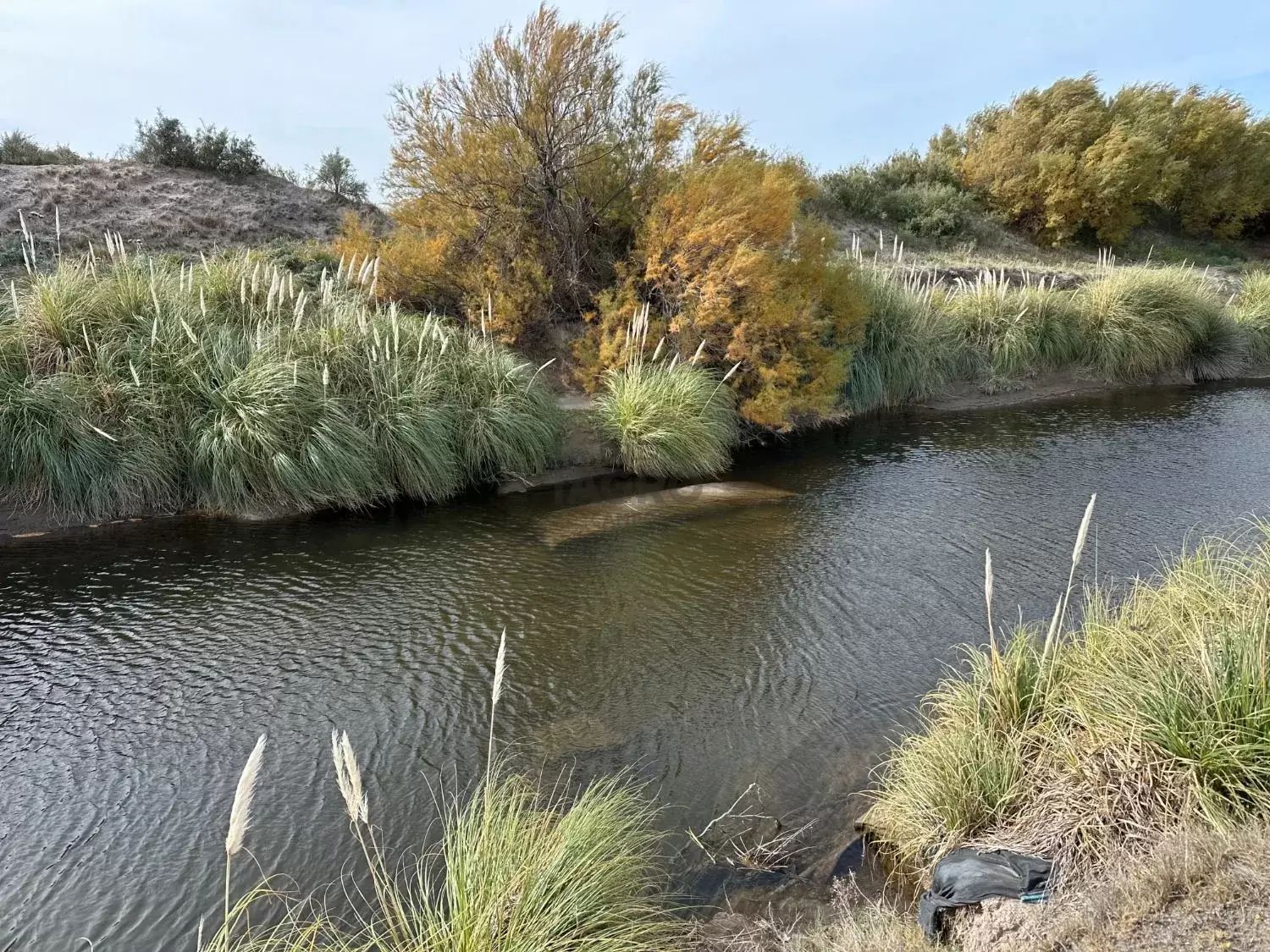 Campo  en Venta en Ruta 3,  Villarino - Bahía Blanca Propiedades | SITIO OFICIAL l