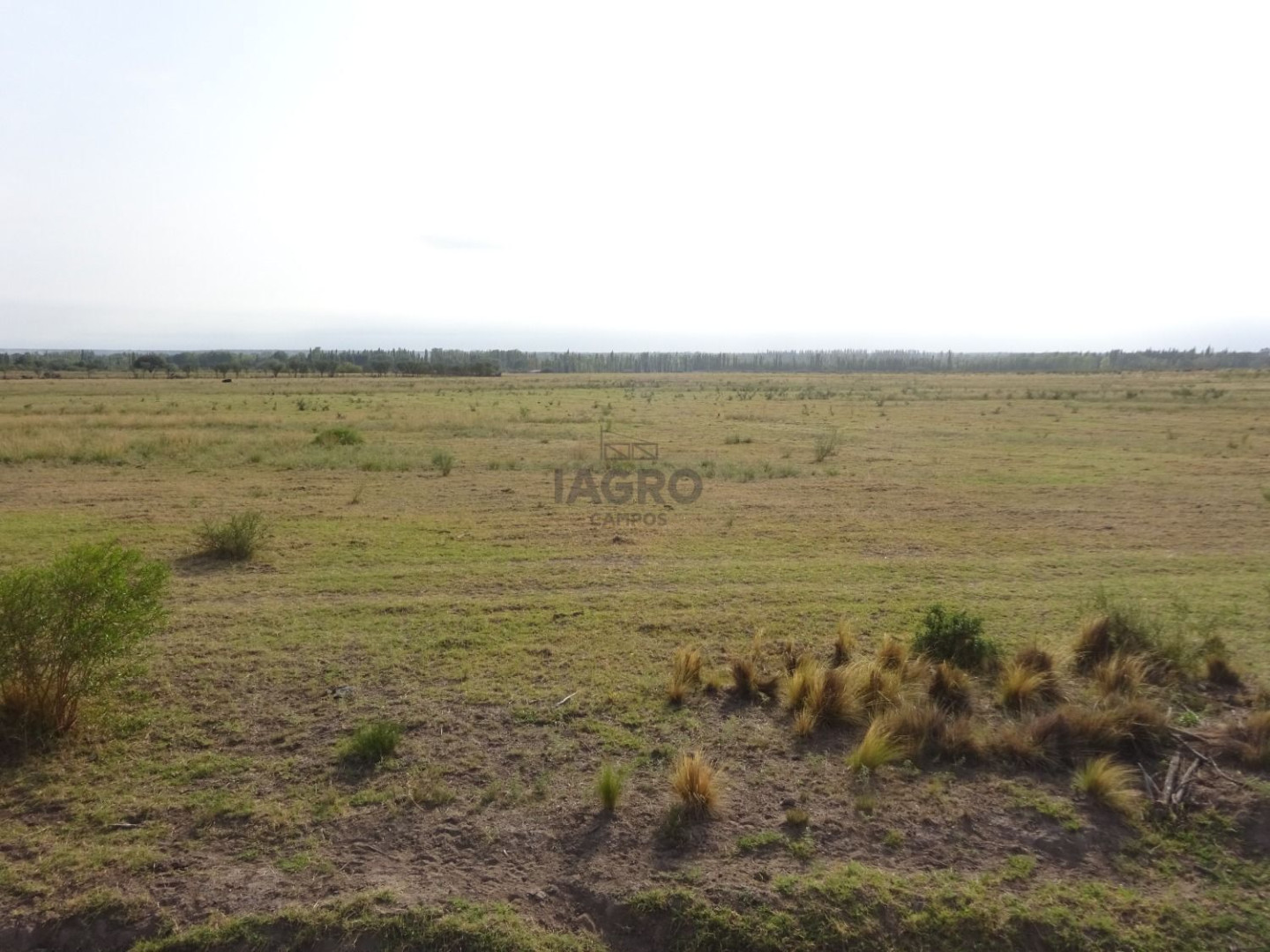 Campo  en Venta en Ruta Nacional 22,  Rio Colorado - Bahía Blanca Propiedades | SITIO OFICIAL l