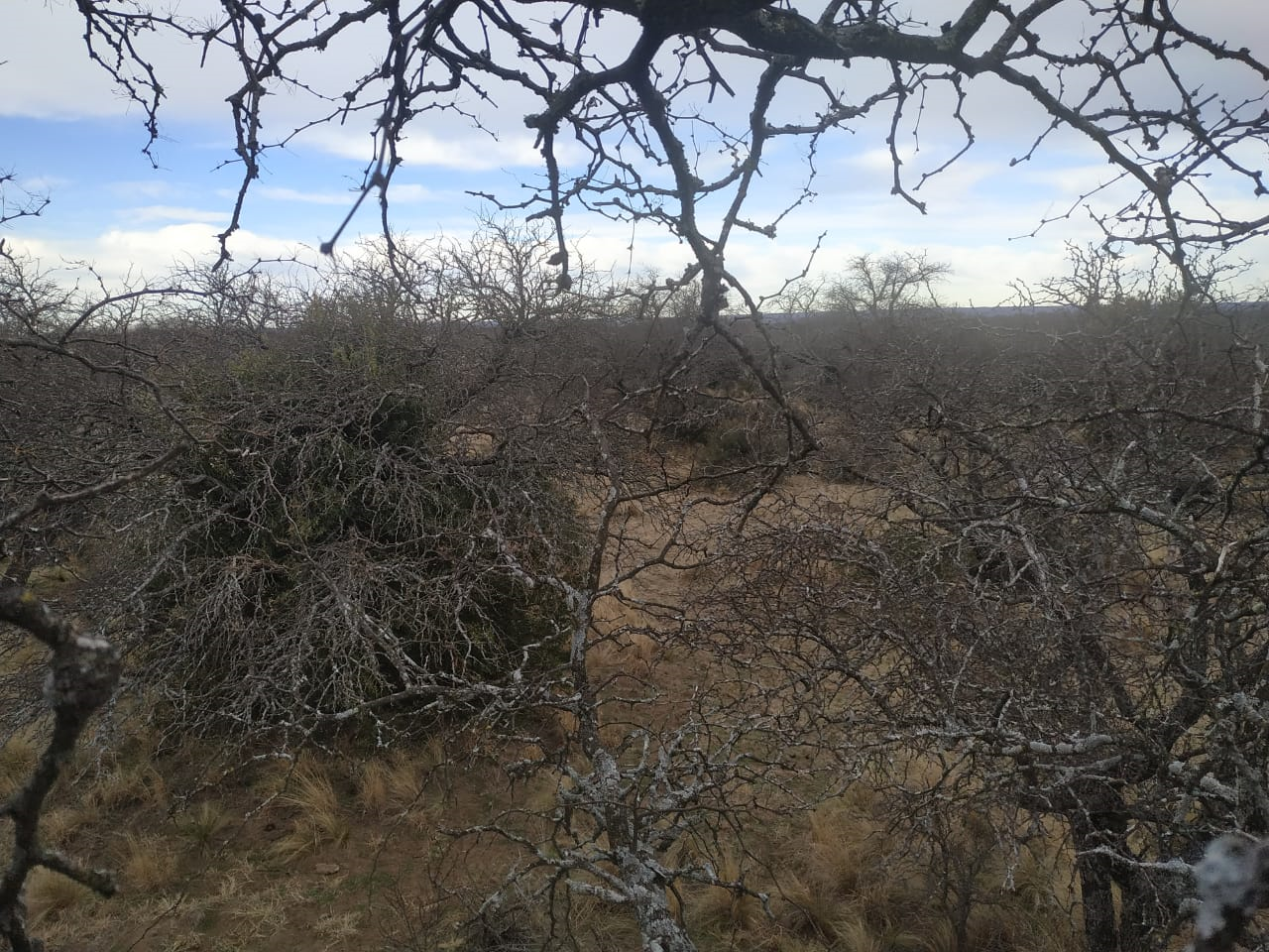 Campo  en Venta en Hucal-La Pampa,  Bahía Blanca - Bahía Blanca Propiedades | SITIO OFICIAL l