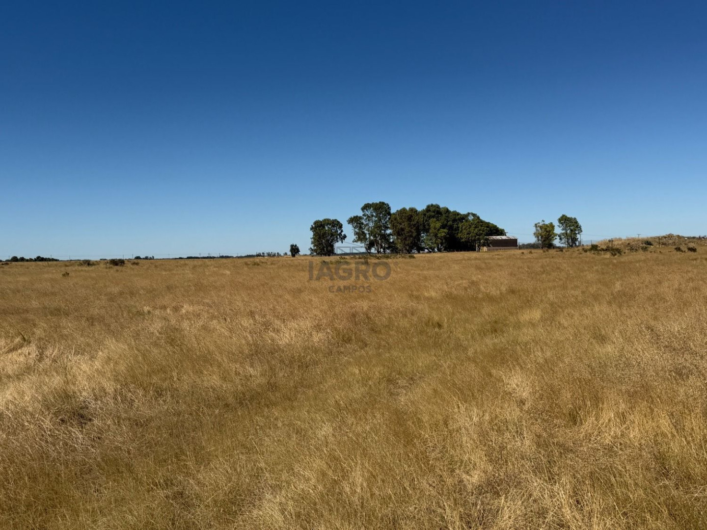Campo  en Venta en Partido De Saavedra,  Saavedra - Bahía Blanca Propiedades | SITIO OFICIAL l