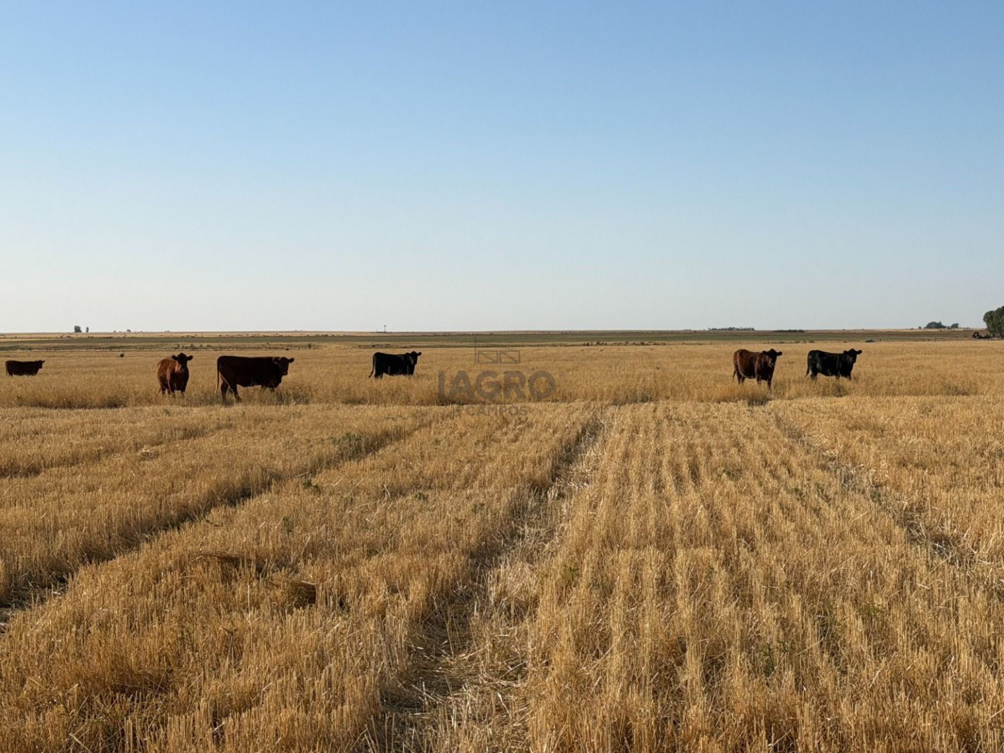 Campo  en Venta en Nueva Roma,  Tornquist - Bahía Blanca Propiedades | SITIO OFICIAL l