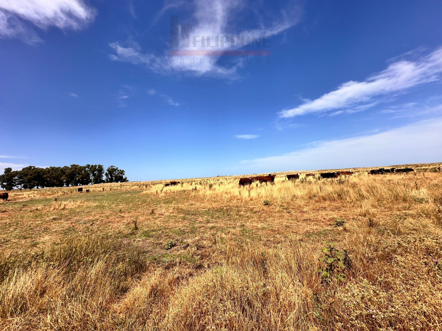 Campo  en Venta   Coronel Dorrego - Bahía Blanca Propiedades | SITIO OFICIAL l
