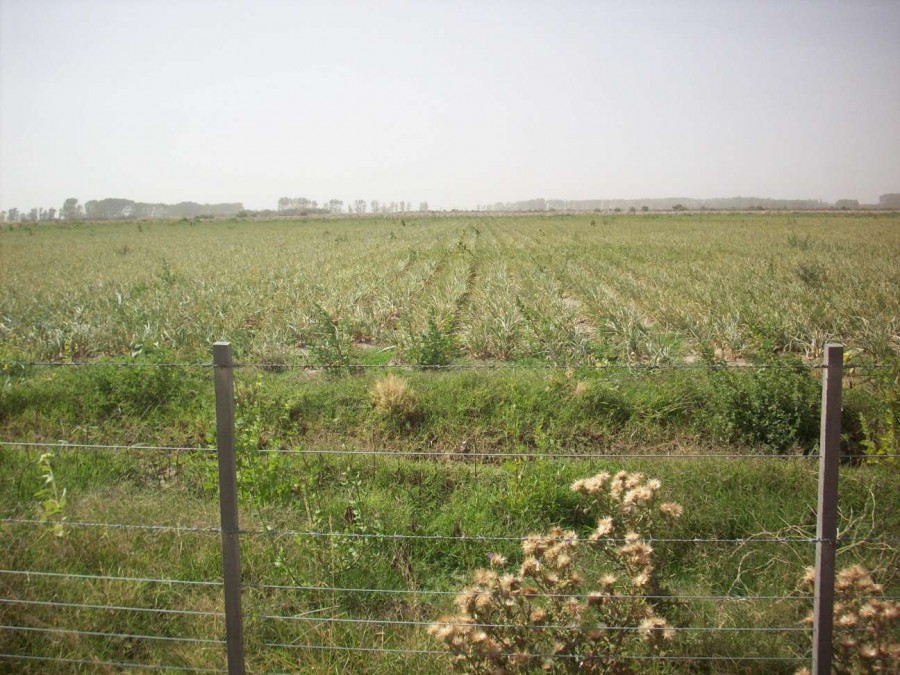 Campo  en Venta en Carmen De Patagones,  Carmen de Patagones - Bahía Blanca Propiedades | SITIO OFICIAL l