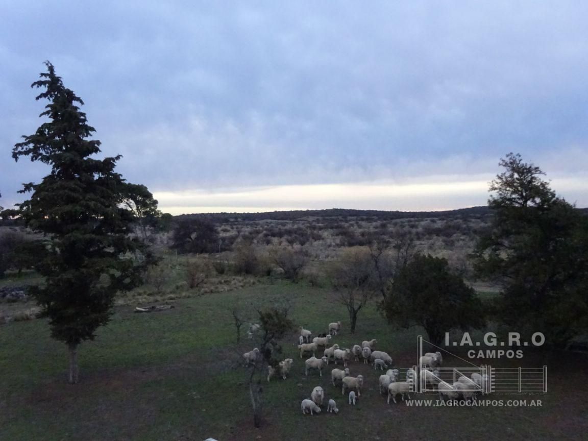 Campo  en Venta en Villarino,  Villarino - Bahía Blanca Propiedades | SITIO OFICIAL l