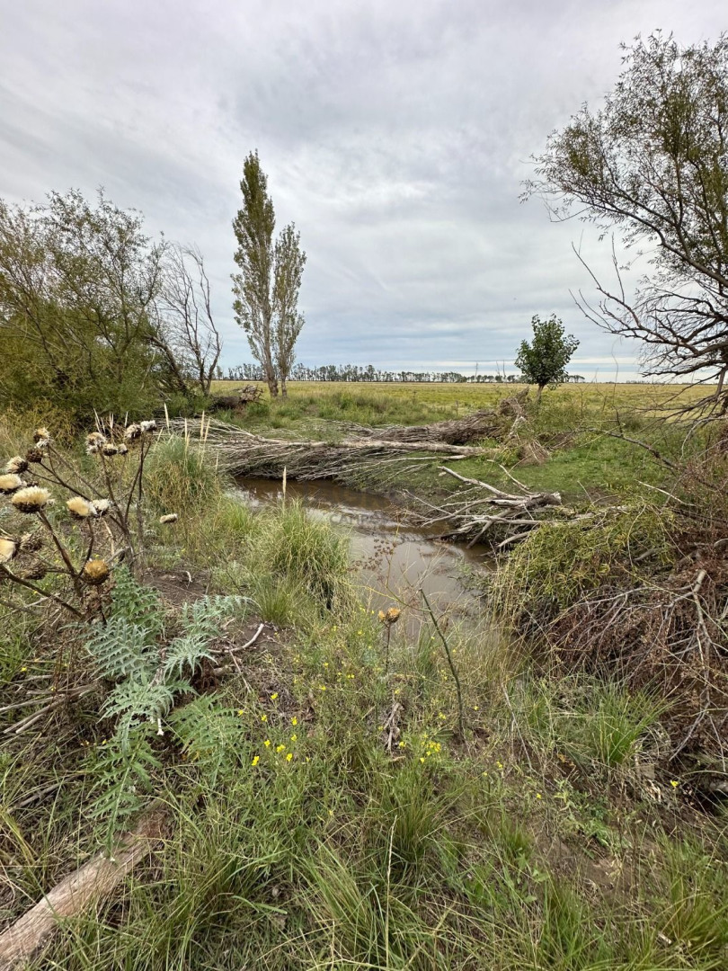 Campo  en Venta en Ruta 3,  Bahía Blanca - Bahía Blanca Propiedades | SITIO OFICIAL l