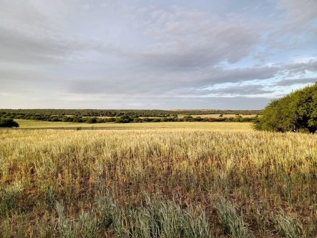 Campo  en Alquiler   Algarrobo - Bahía Blanca Propiedades | SITIO OFICIAL l