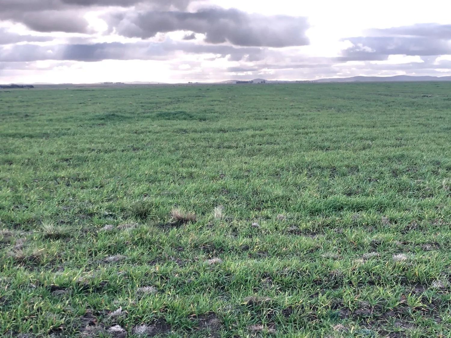 Campo  en Venta en Coronel Dorrego,  Coronel Dorrego - Bahía Blanca Propiedades | SITIO OFICIAL l