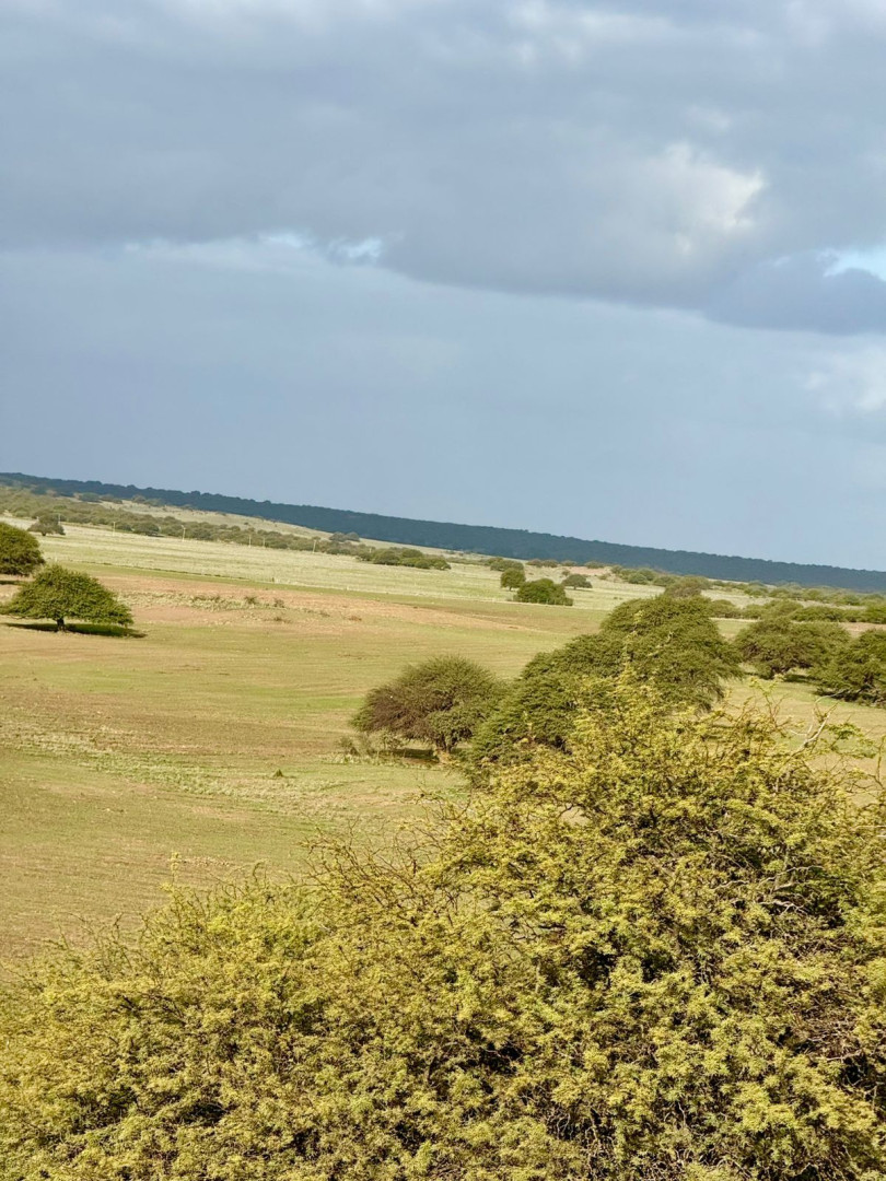 Campo  en Alquiler   Algarrobo - Bahía Blanca Propiedades | SITIO OFICIAL l