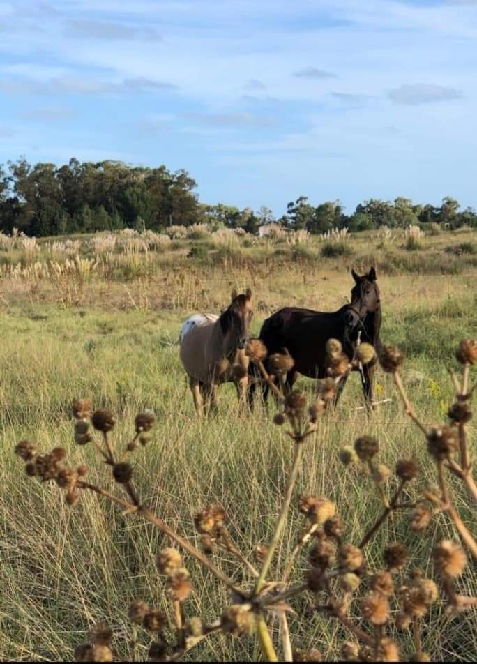 Terreno en Venta en Balneario Reta,  Tres Arroyos - Bahía Blanca Propiedades | SITIO OFICIAL l