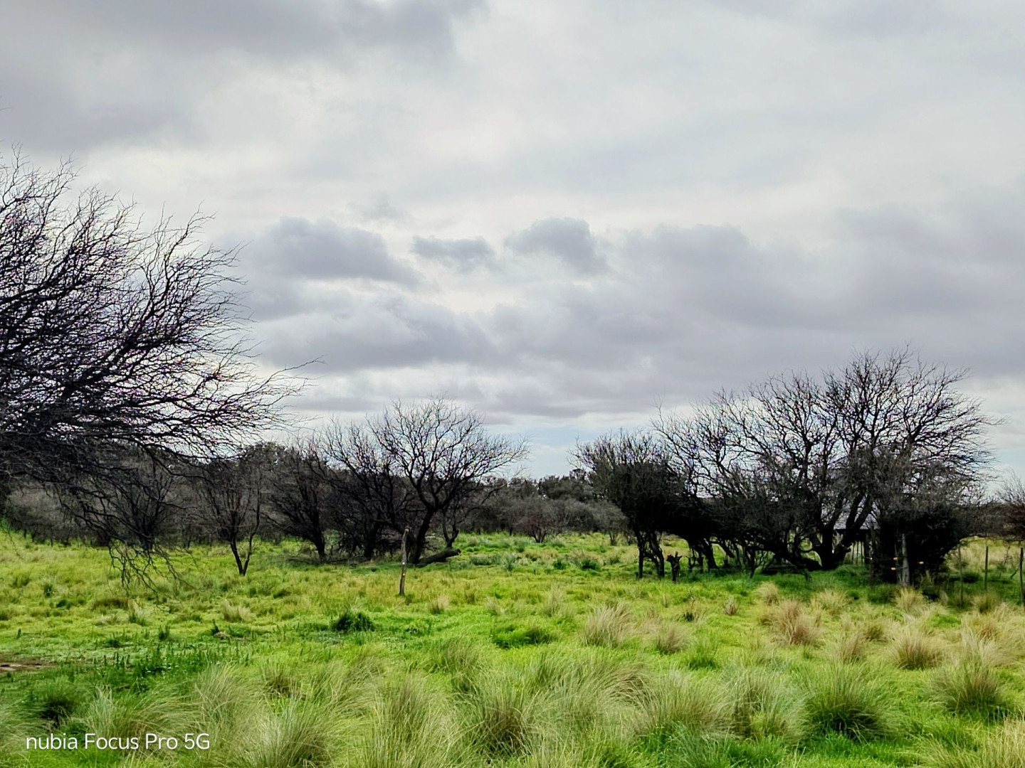 Campo  en Venta en Mayor Buratovich ,  Villarino - Bahía Blanca Propiedades | SITIO OFICIAL l