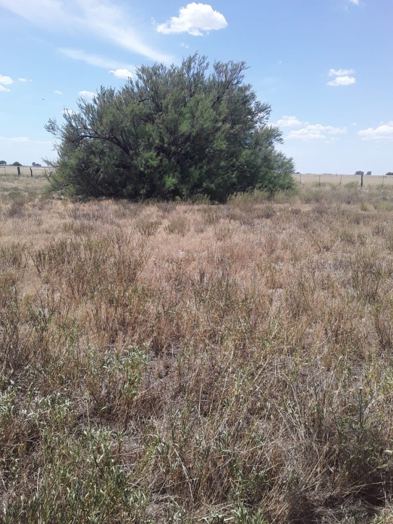 Campo  en Venta   Medanos - Bahía Blanca Propiedades | SITIO OFICIAL l