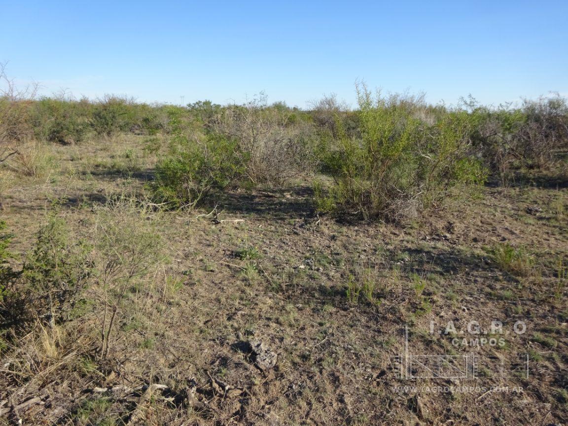 Campo  en Venta en Partido De Villarino,  Villarino - Bahía Blanca Propiedades | SITIO OFICIAL l