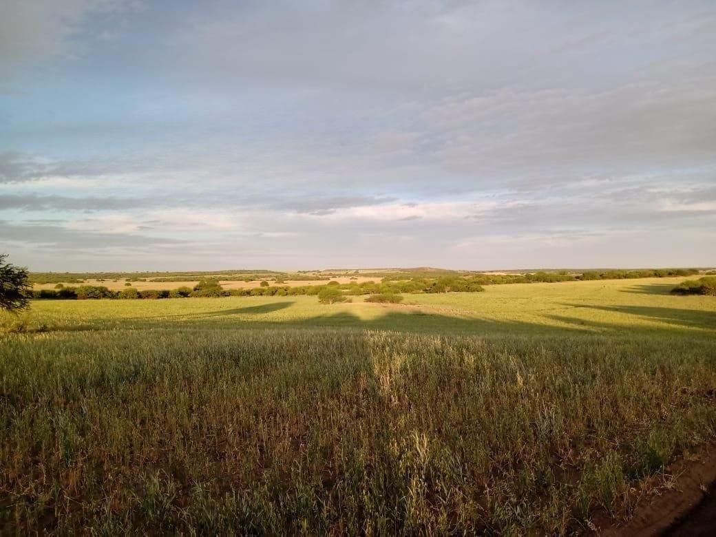 Campo  en Alquiler   Algarrobo - Bahía Blanca Propiedades | SITIO OFICIAL l