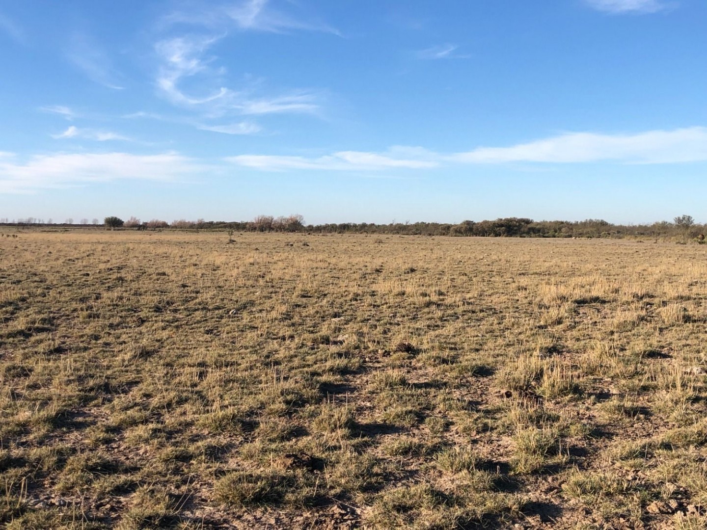 Campo  en Venta en Pradere,  Carmen de Patagones - Bahía Blanca Propiedades | SITIO OFICIAL l