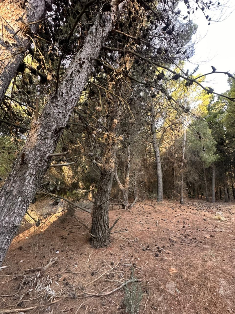 Terreno en Venta en EL Chimango Esquina Bosque Alegre , Pinar del Golf, Monte Hermoso - Bahía Blanca Propiedades | SITIO OFICIAL l