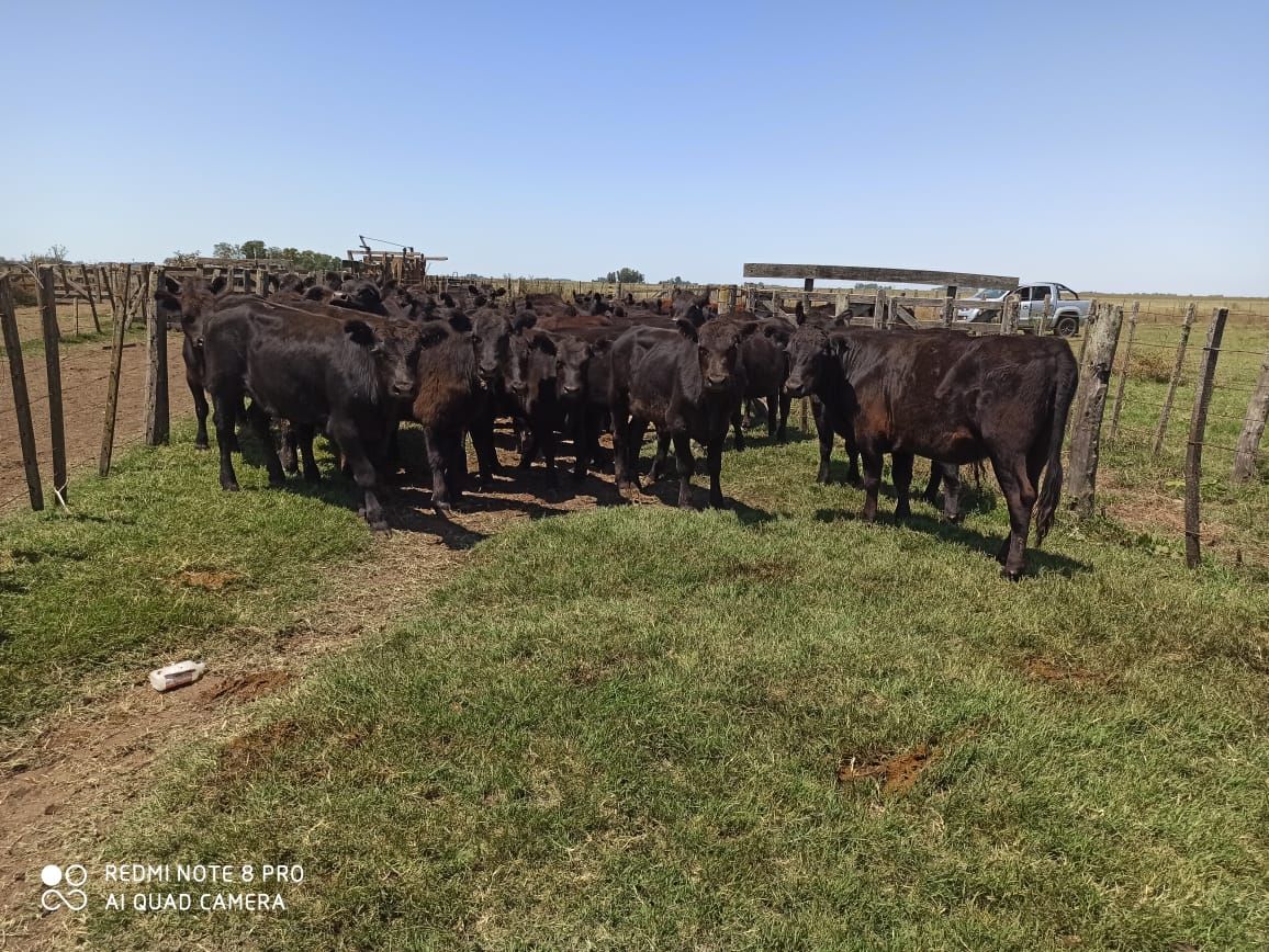 Campo  en Venta - Bahía Blanca Propiedades | SITIO OFICIAL l