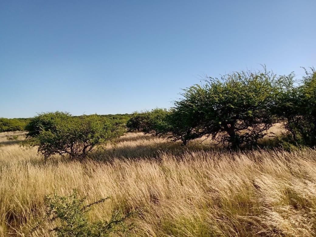Campo  en Venta en A 18 Kilómetros De Algarrobo,  Villarino - Bahía Blanca Propiedades | SITIO OFICIAL l