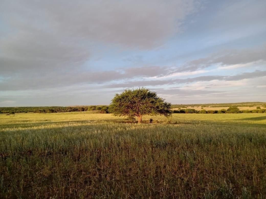Campo  en Venta en A 18 Kilómetros De Algarrobo,  Villarino - Bahía Blanca Propiedades | SITIO OFICIAL l