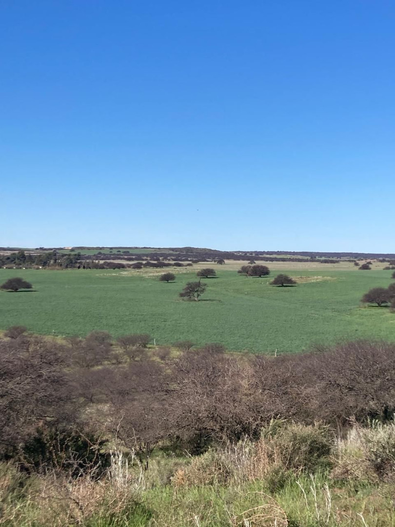 Campo  en Alquiler   Algarrobo - Bahía Blanca Propiedades | SITIO OFICIAL l