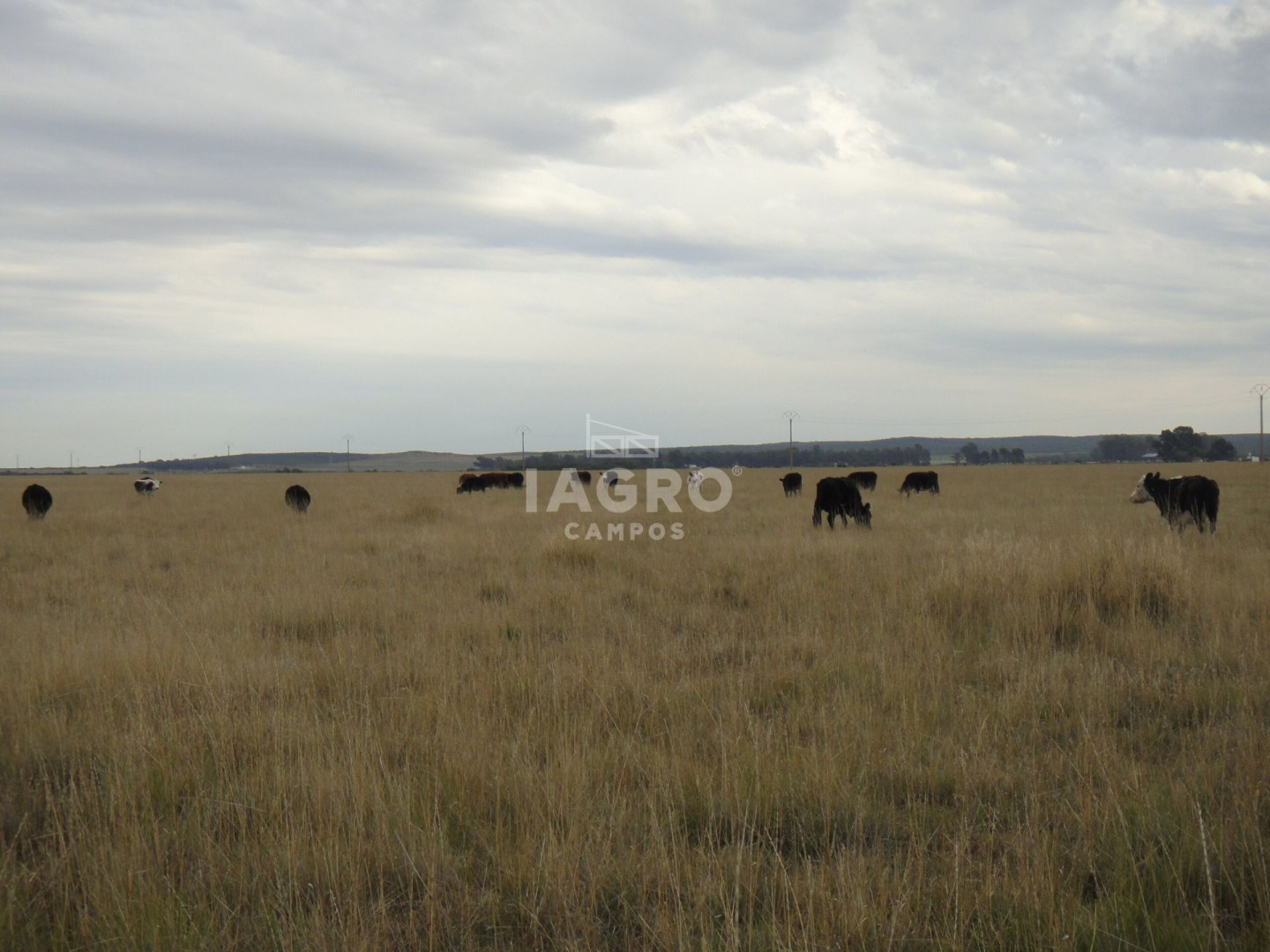 Campo  en Venta en Colonia La Merced,  Villarino - Bahía Blanca Propiedades | SITIO OFICIAL l