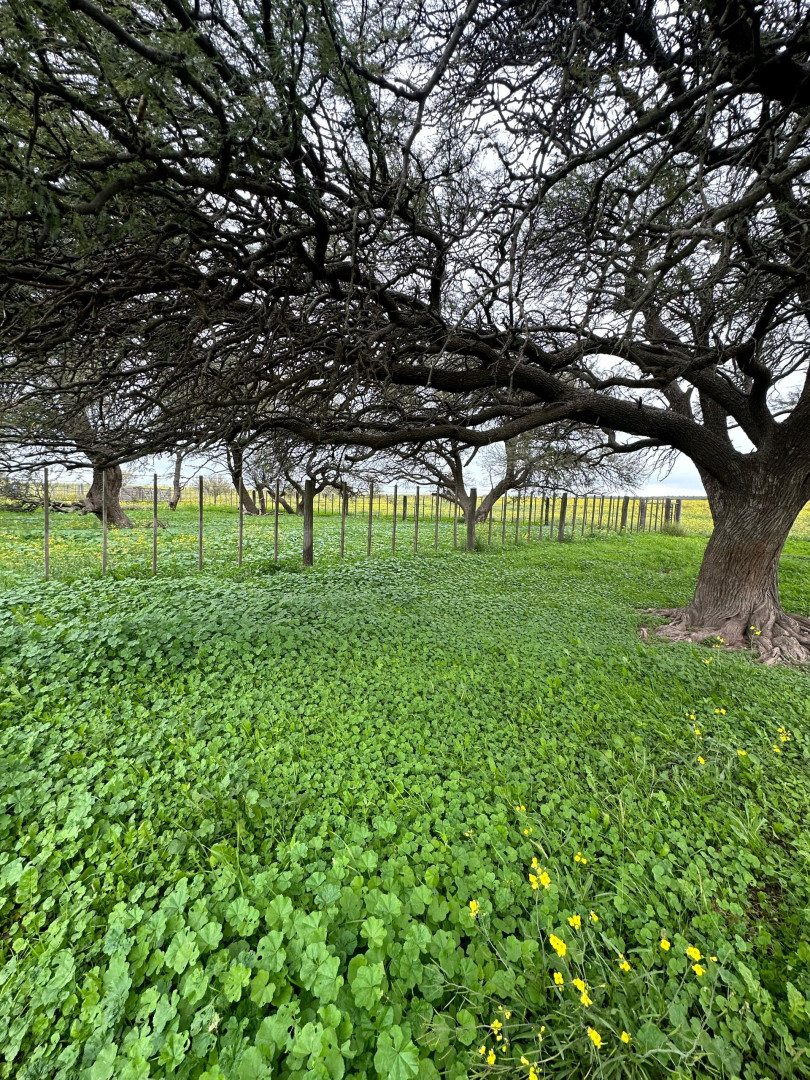 Campo  en Venta   Medanos - Bahía Blanca Propiedades | SITIO OFICIAL l