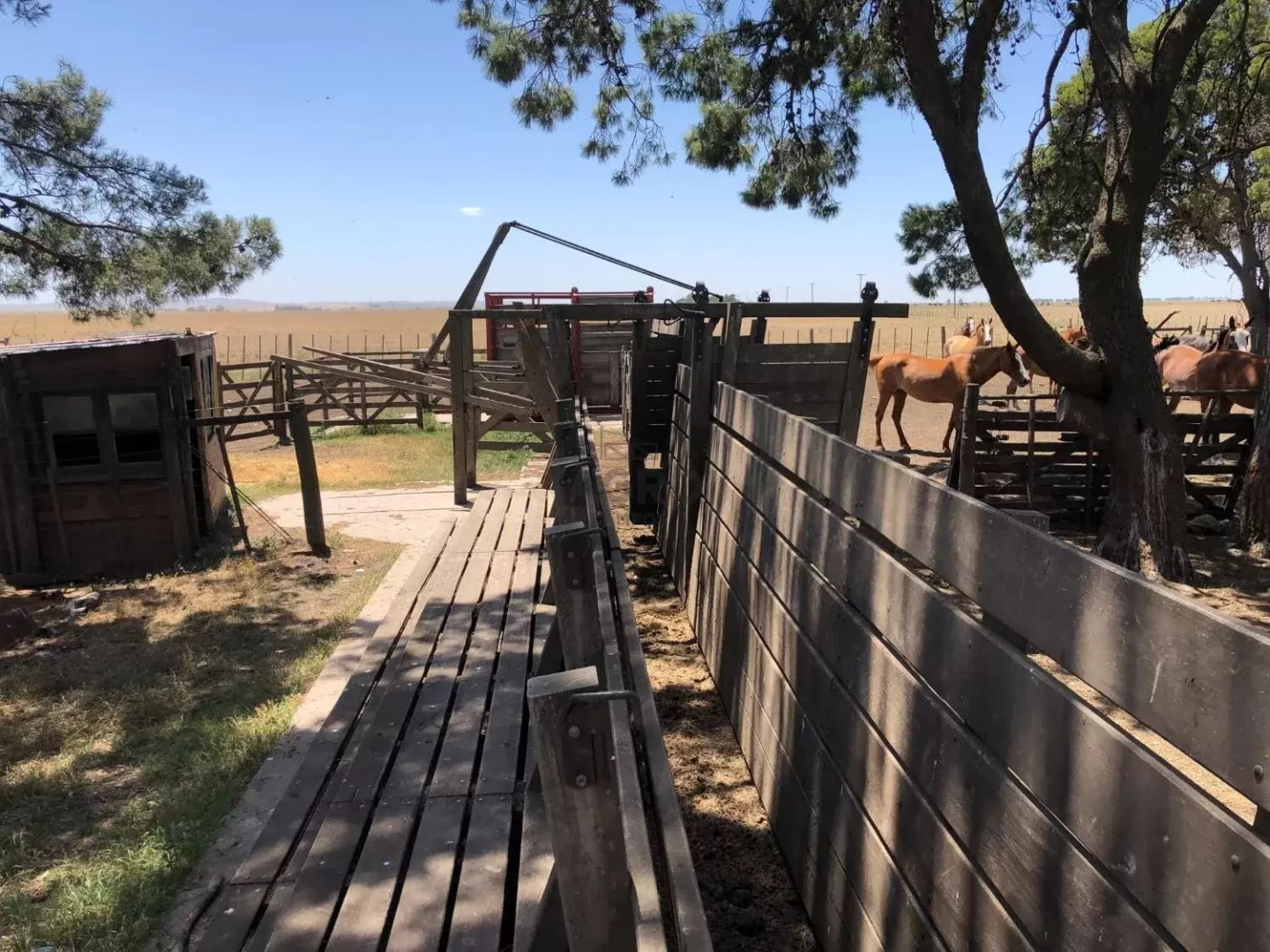 Campo  en Venta en Coronel Pringles,  Coronel Pringles - Bahía Blanca Propiedades | SITIO OFICIAL l