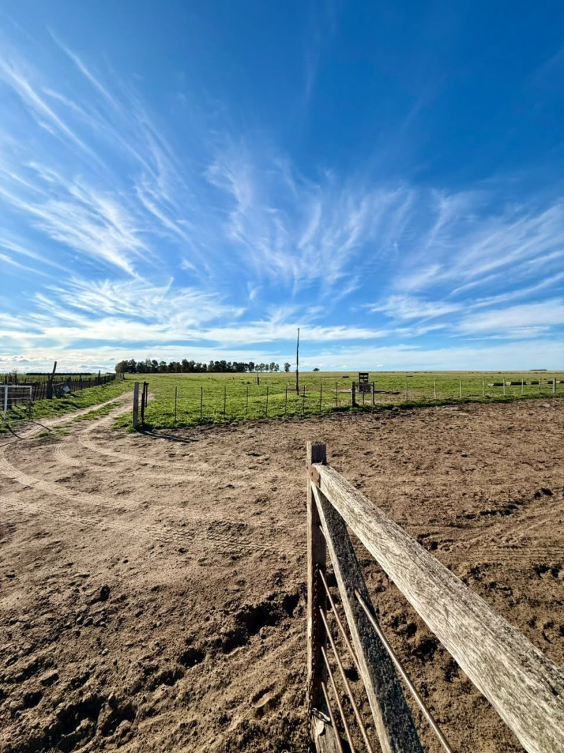Campo  en Venta   Villalonga - Bahía Blanca Propiedades | SITIO OFICIAL l