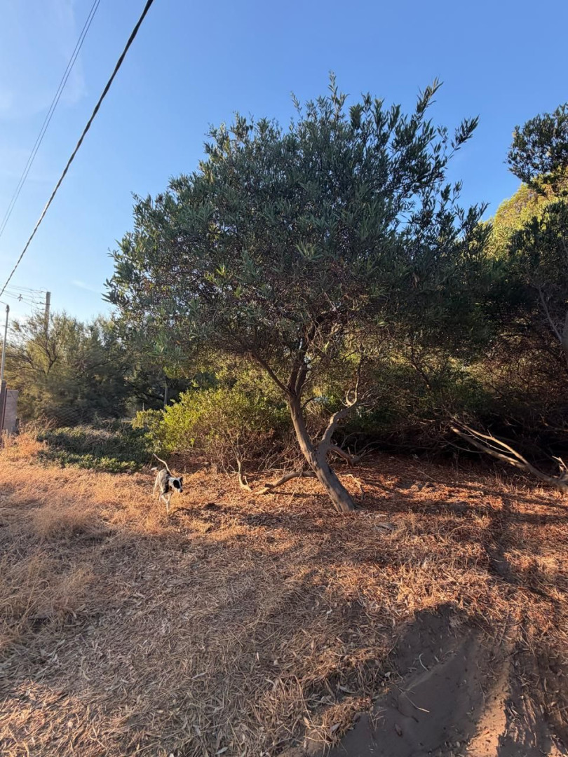 Terreno en Venta en Puleston Entre Los Alamos Y Aladino, El Sauce, Monte Hermoso - Bahía Blanca Propiedades | SITIO OFICIAL l
