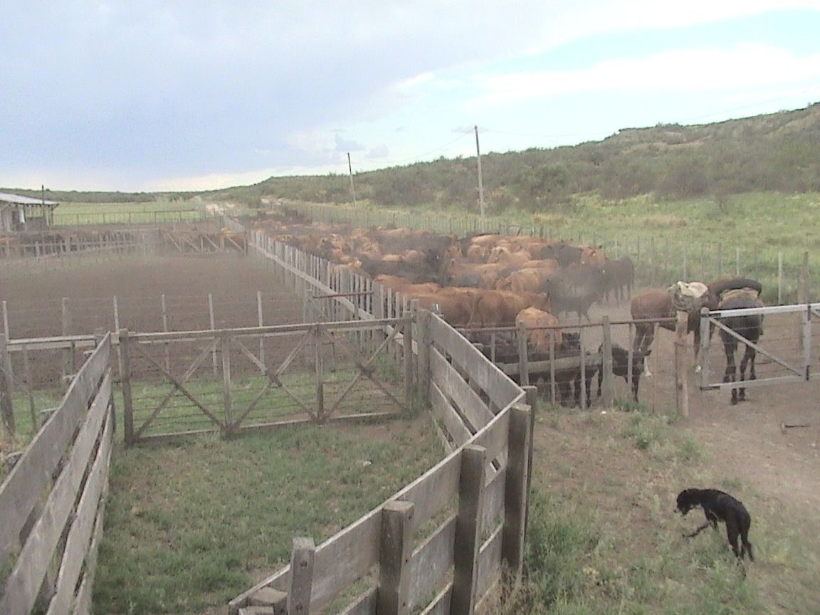 Campo  en Venta en Partido De Puan,  Puan - Bahía Blanca Propiedades | SITIO OFICIAL l