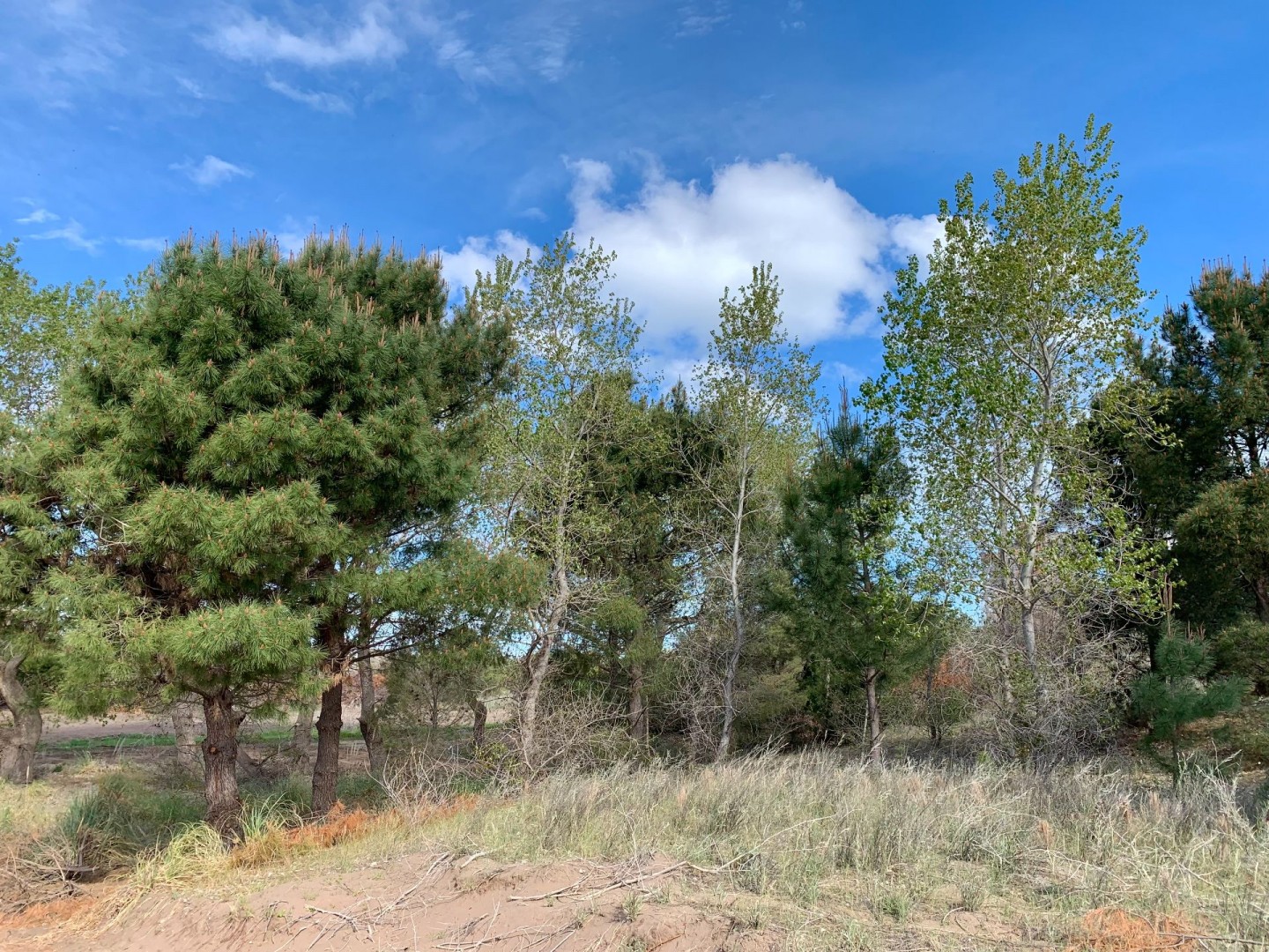 Terreno en Venta en Los Zorzales Y Flamencos, Monte del Este, Monte Hermoso - Bahía Blanca Propiedades | SITIO OFICIAL l