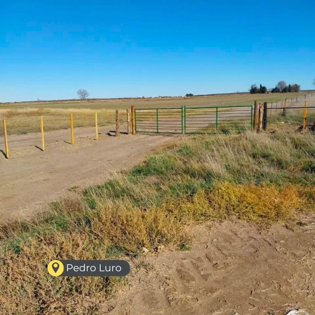 Campo  en Venta en  Colonia Bella Vista ,  Pedro Luro - Bahía Blanca Propiedades | SITIO OFICIAL l