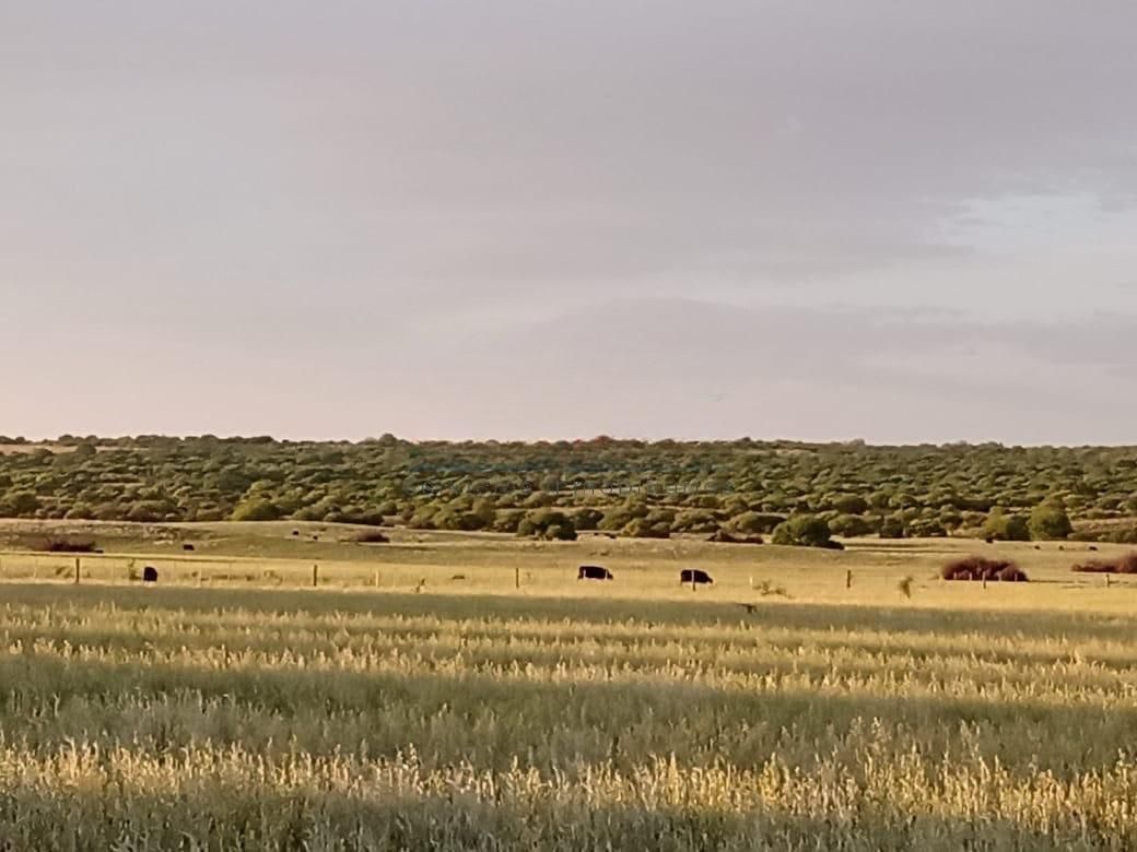 Campo  en Venta en A 18 Kilómetros De Algarrobo,  Villarino - Bahía Blanca Propiedades | SITIO OFICIAL l