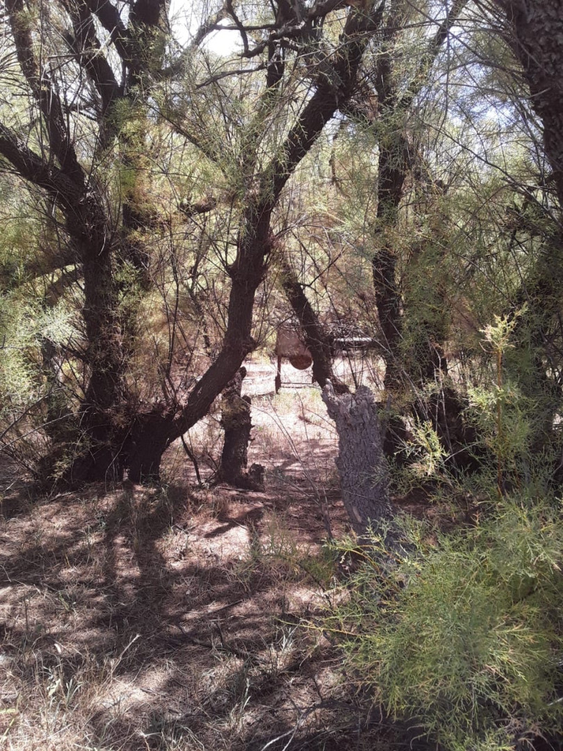 Campo  en Venta   Medanos - Bahía Blanca Propiedades | SITIO OFICIAL l