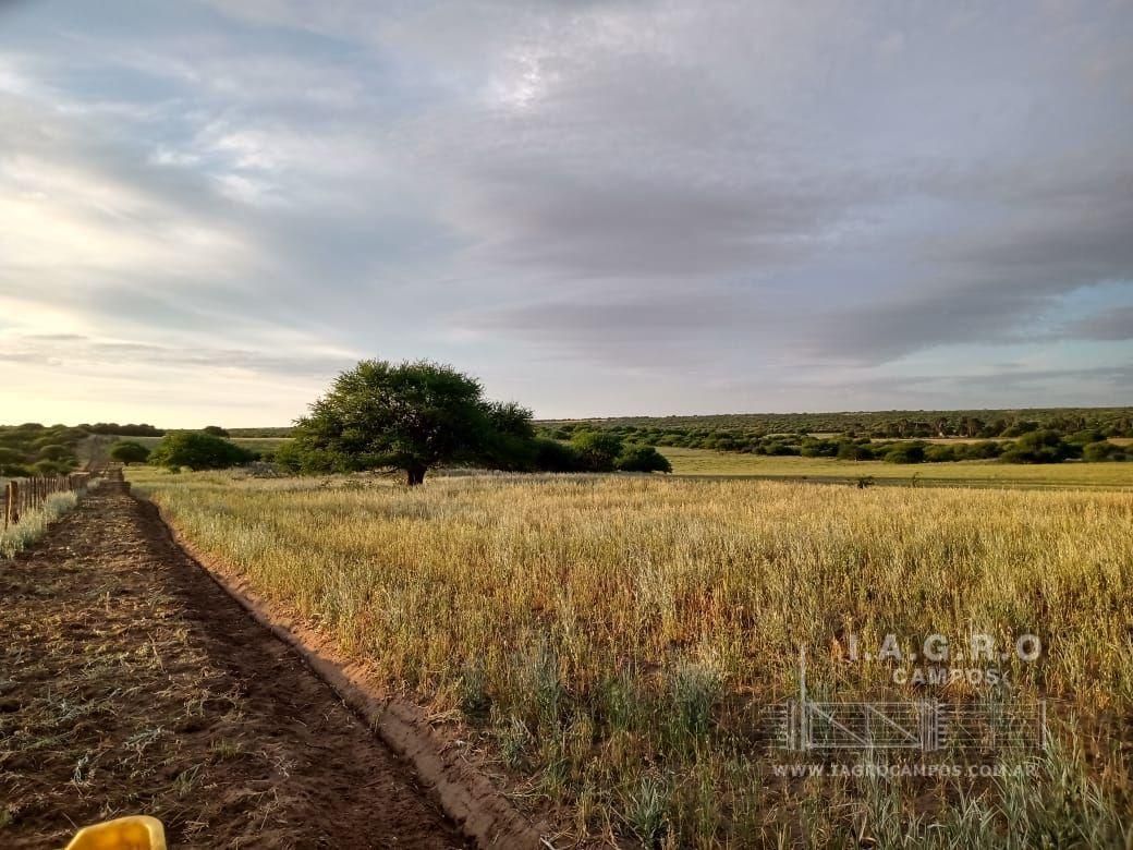 Campo  en Venta en Villarino,  Villarino - Bahía Blanca Propiedades | SITIO OFICIAL l