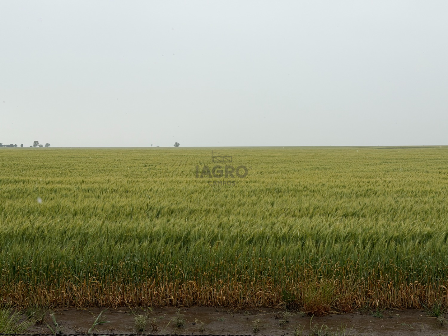 Campo  en Venta en Ruta 35,  Villarino - Bahía Blanca Propiedades | SITIO OFICIAL l