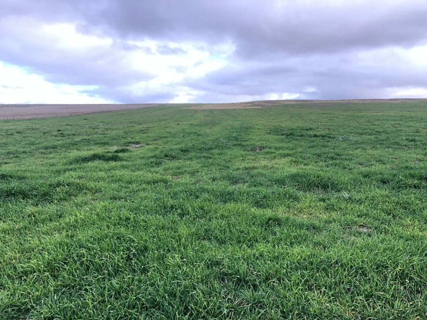 Campo  en Venta en Coronel Dorrego,  Coronel Dorrego - Bahía Blanca Propiedades | SITIO OFICIAL l