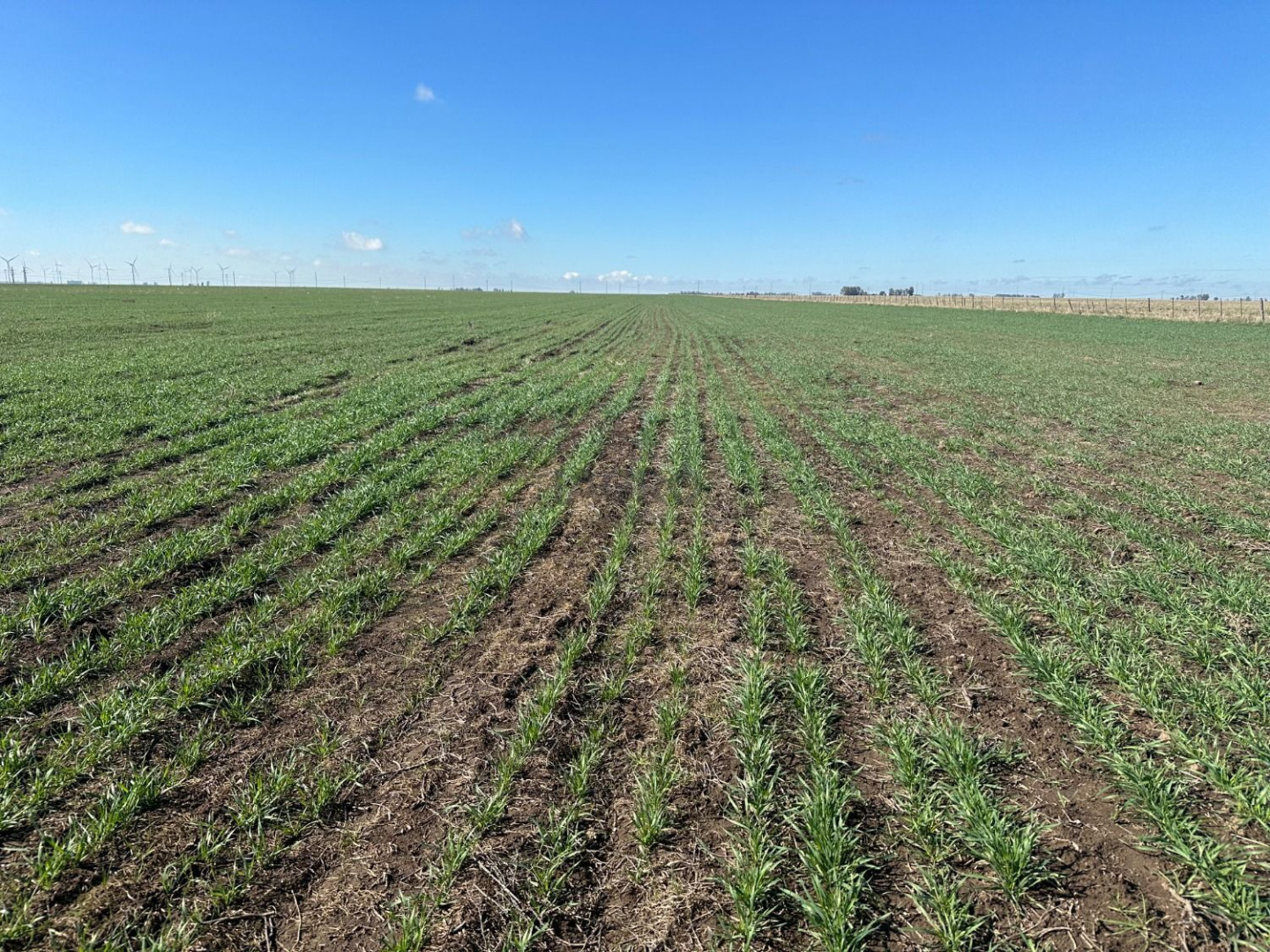 Campo  en Venta en Ruta 51,  Bahía Blanca - Bahía Blanca Propiedades | SITIO OFICIAL l
