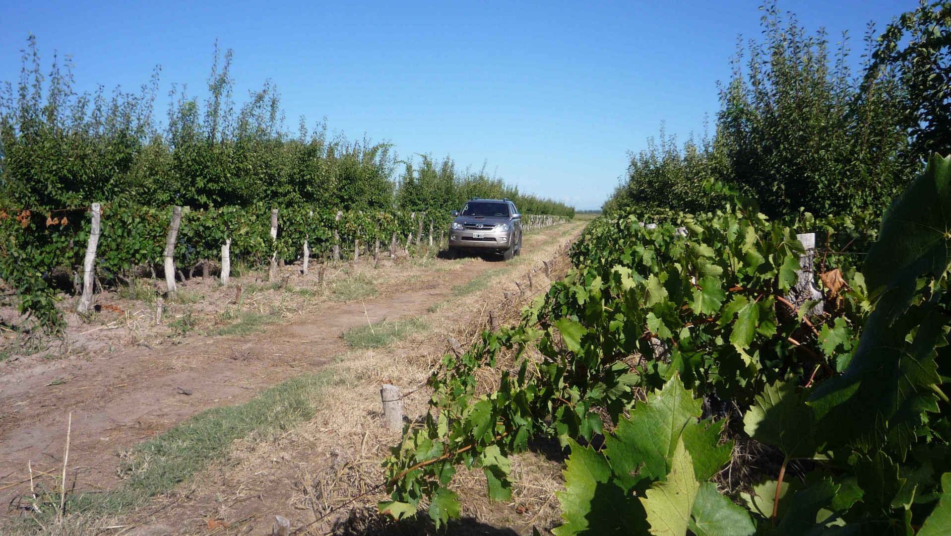 Campo  en Venta en Calle Leiva S/n, Las Catitas, Mendoza - Bahía Blanca Propiedades | SITIO OFICIAL l