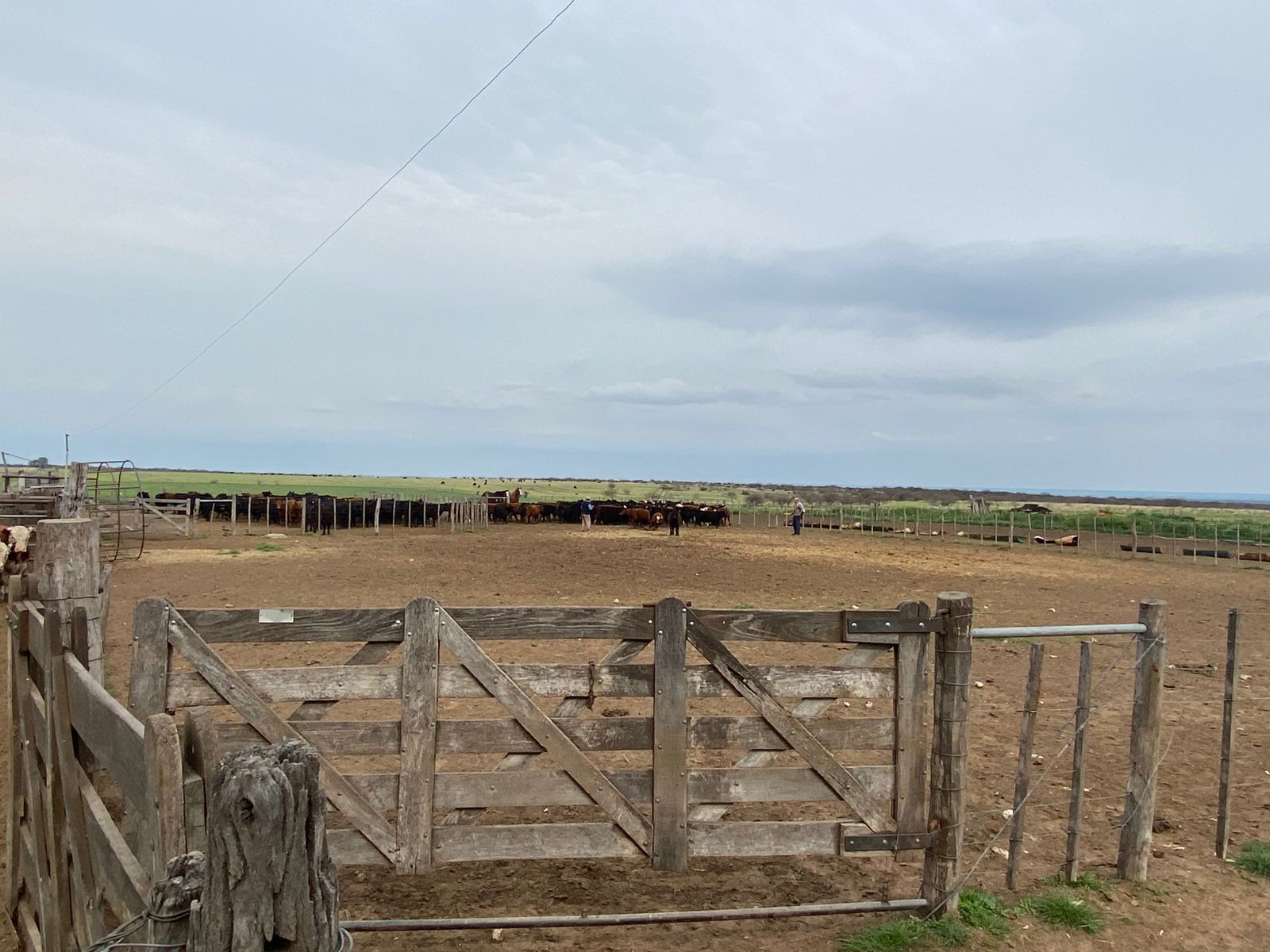 Campo  en Venta   Villarino - Bahía Blanca Propiedades | SITIO OFICIAL l