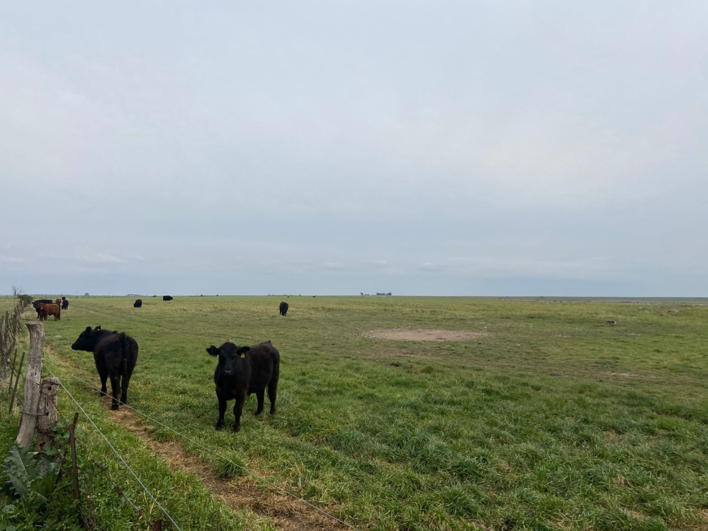 Campo  en Venta   Villarino - Bahía Blanca Propiedades | SITIO OFICIAL l