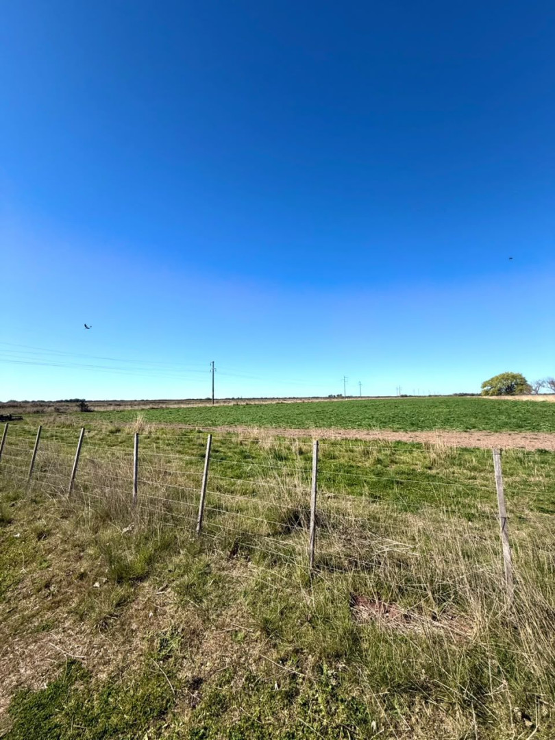 Campo  en Venta   Juan A. Pradere - Bahía Blanca Propiedades | SITIO OFICIAL l