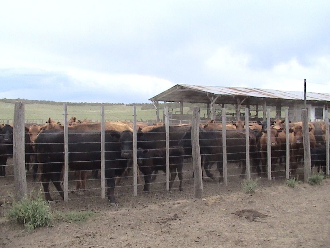 Campo  en Venta en Partido De Puan,  Puan - Bahía Blanca Propiedades | SITIO OFICIAL l