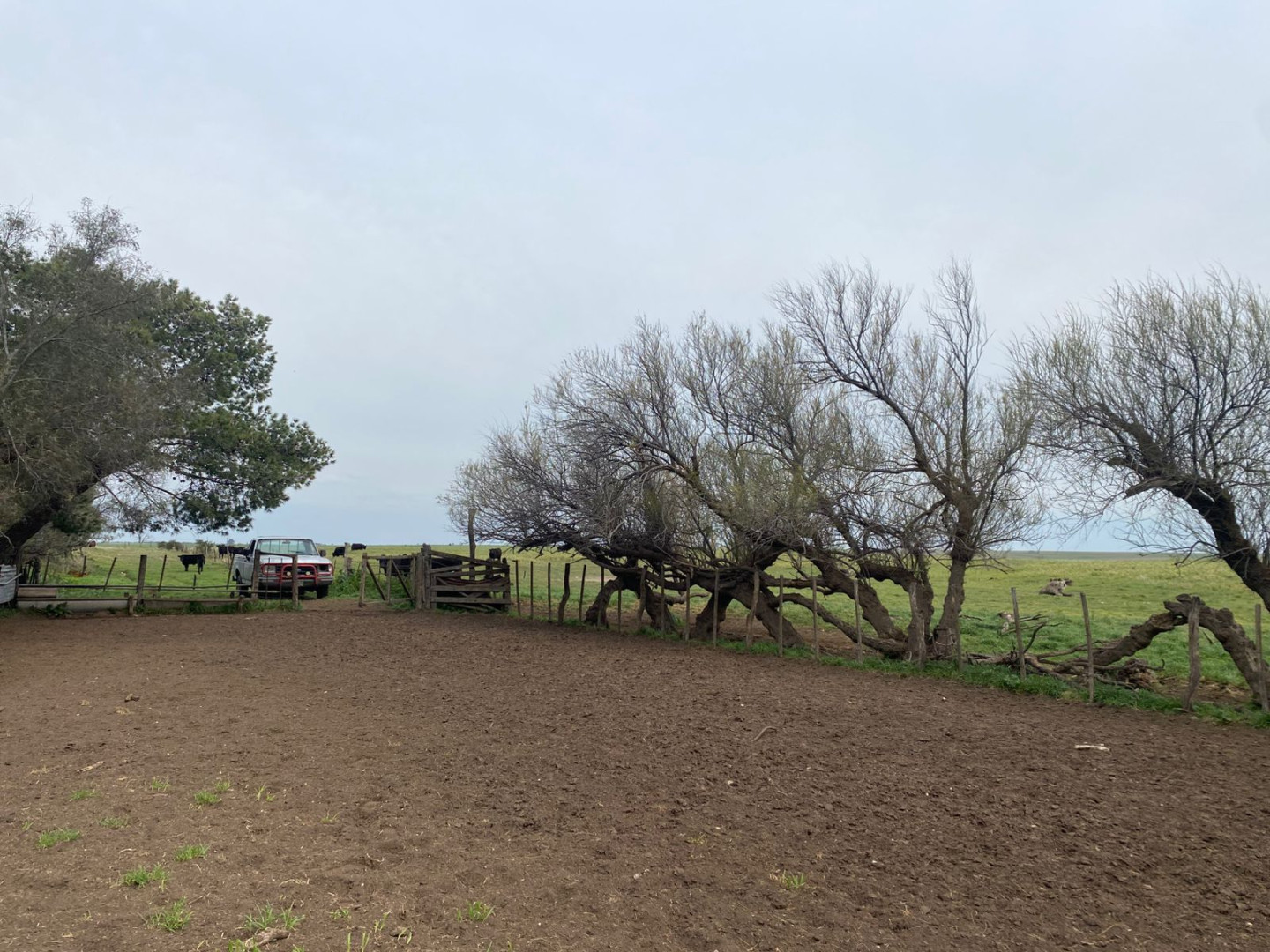 Campo  en Venta   Villarino - Bahía Blanca Propiedades | SITIO OFICIAL l