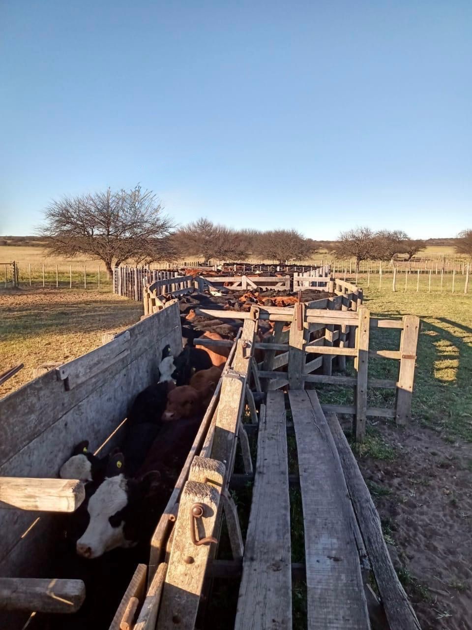 Campo  en Alquiler   Algarrobo - Bahía Blanca Propiedades | SITIO OFICIAL l